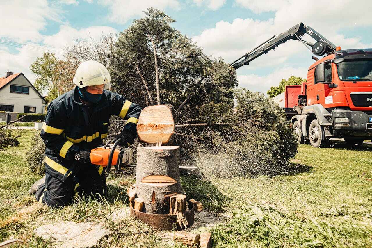 Tree Removal for Businesses in East Douglas, MA